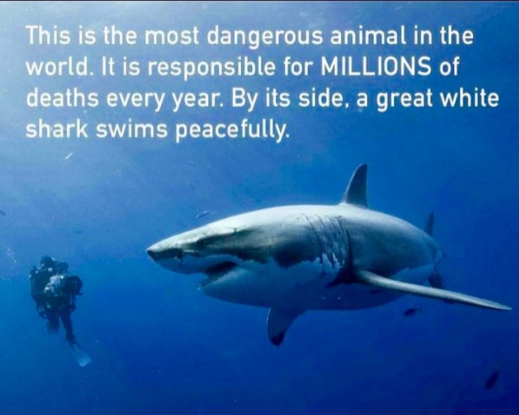 What is the most dangerous animal in the world?